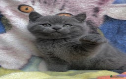 British Shorthair cats for sale: Adorable BSH Blue kittens  - Image 3