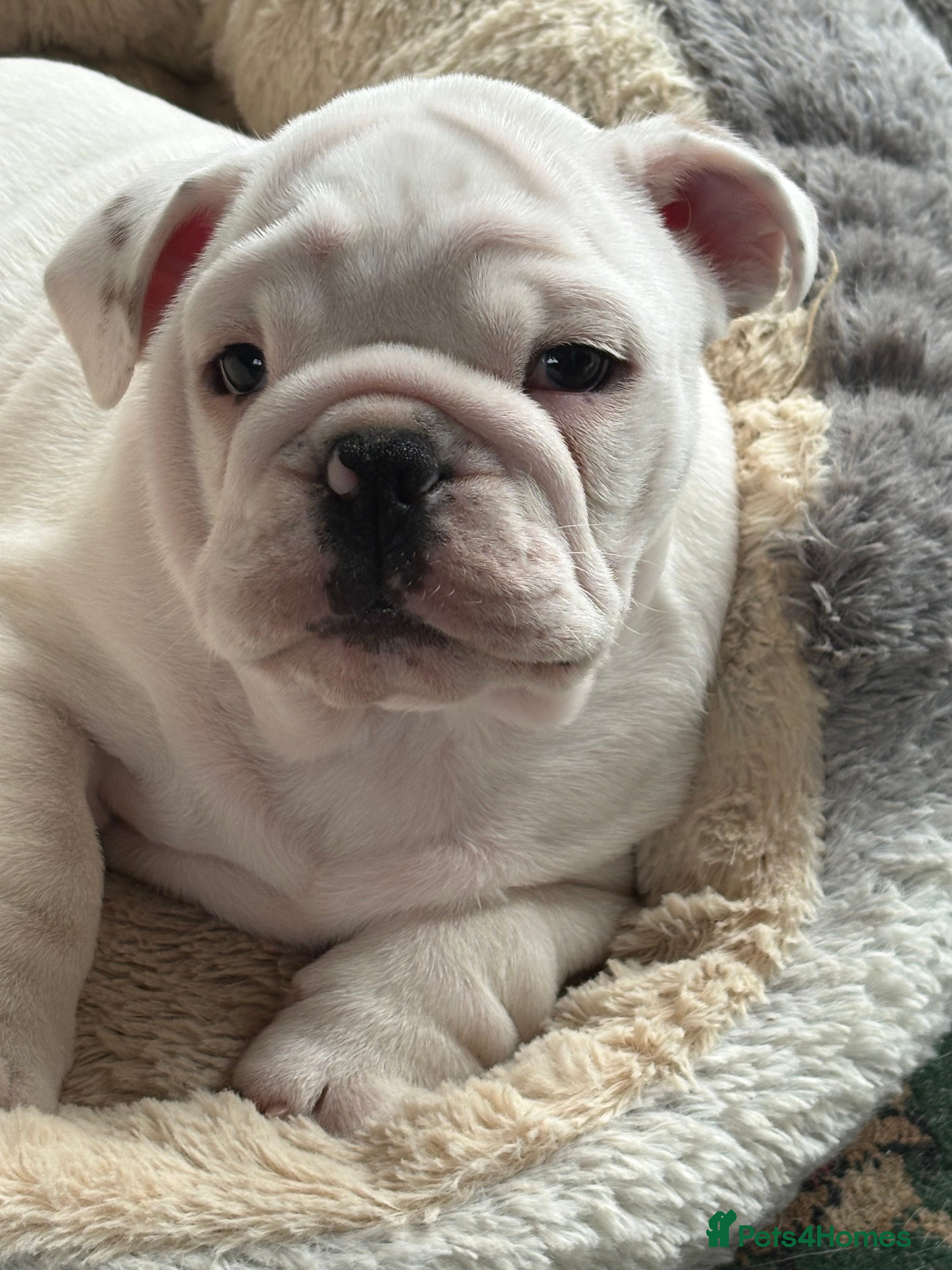 English Bulldog dogs Male bulldog puppy  in Brampton - Advert 6