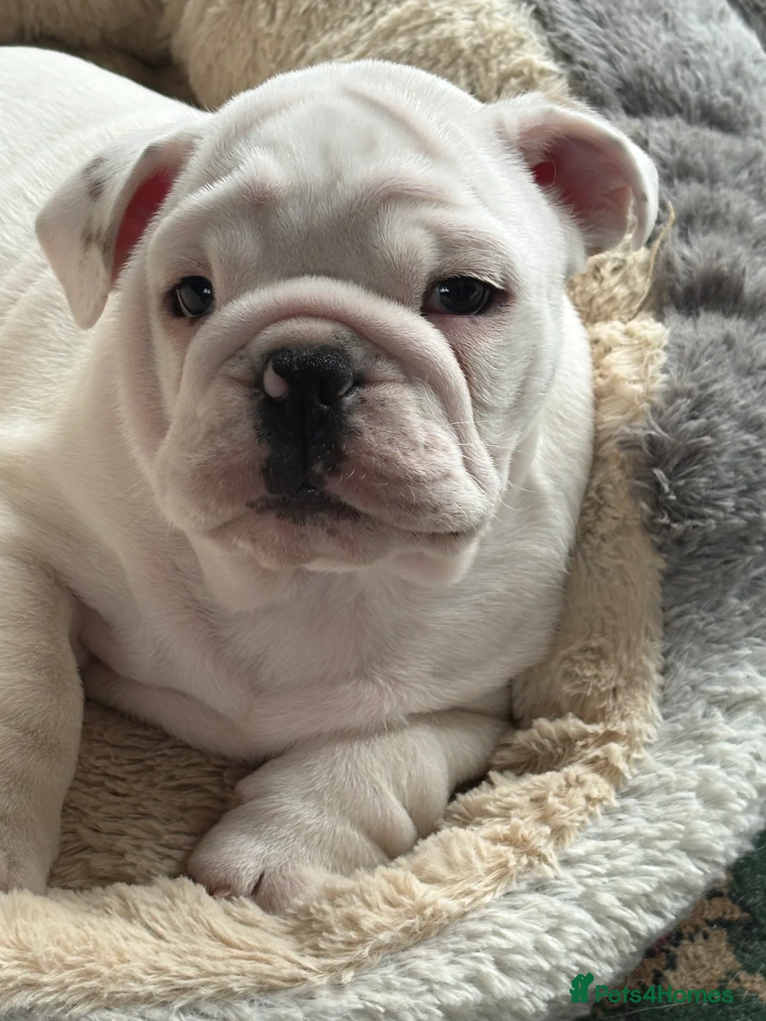 English Bulldog dogs for sale: Male bulldog puppy  in Brampton - Advert 1