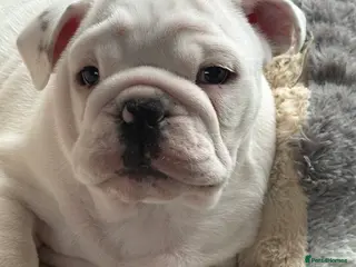 English Bulldog dogs Male bulldog puppy in Brampton - Advert 6