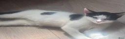 Mixed Breed cats for sale: Two beautiful kittens  - Advert 4