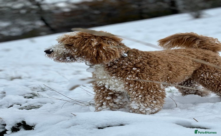 Australian Labradoodle dogs in Brighouse - Advert 1
