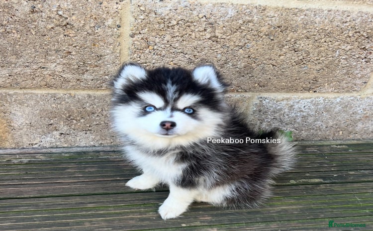 Pomsky dogs - Advert 1