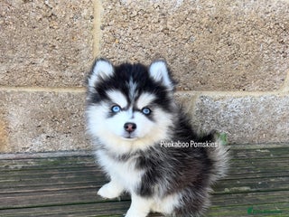 Pomsky dogs - Advert 3