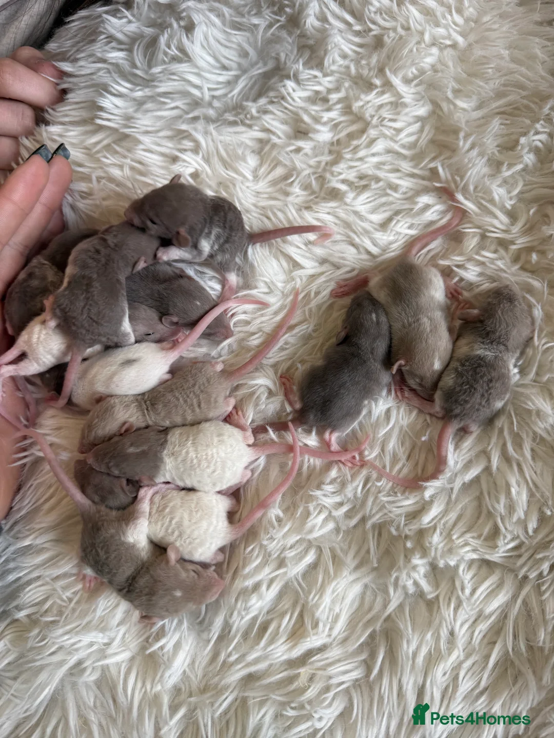 Rat rodents for sale: Baby rats looking for loving homes  - Advert 8