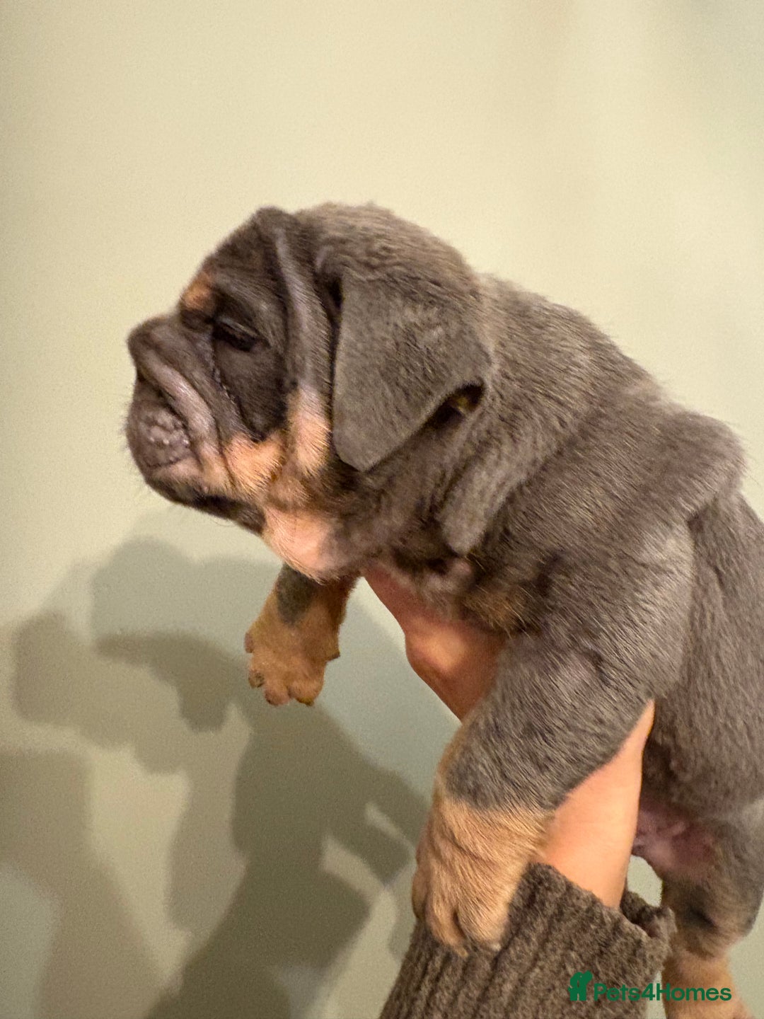 English Bulldog dogs for sale: *REDUCED* Blue & Tan English Bulldog Female - Advert 16