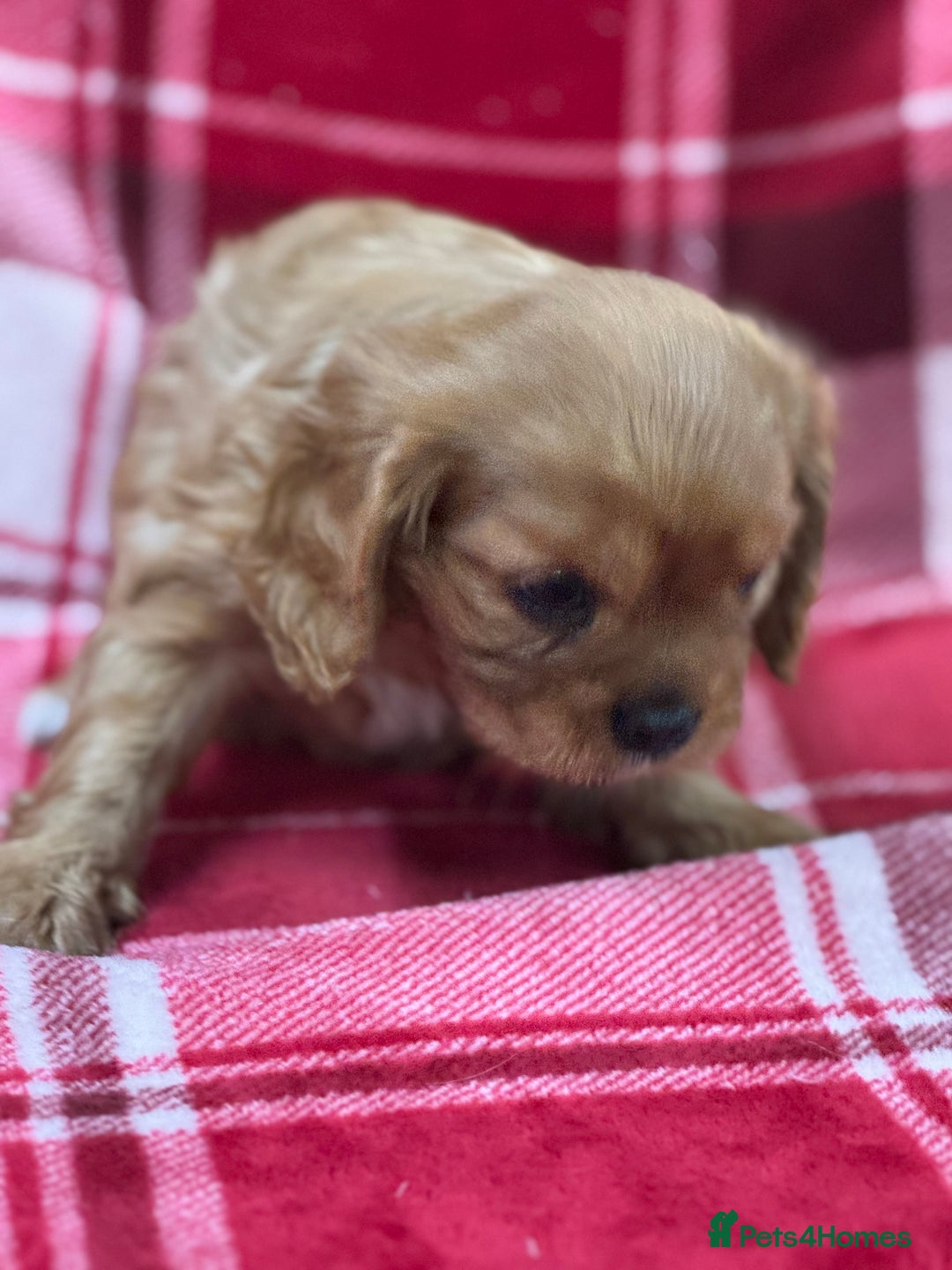 Cavalier King Charles Spaniel dogs for sale: Cavalier King Charles pups  - Advert 24