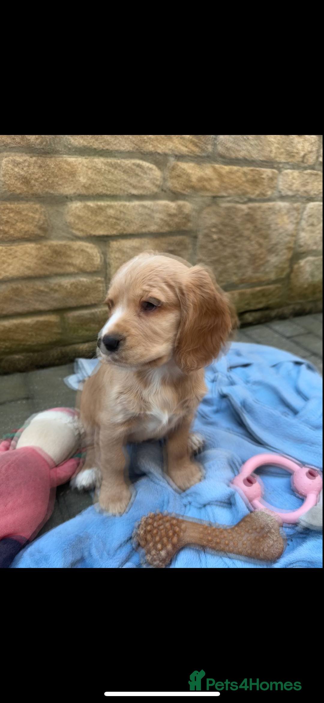 Cocker Spaniel dogs for sale: Stunning Working Cocker Puppies - Image 4