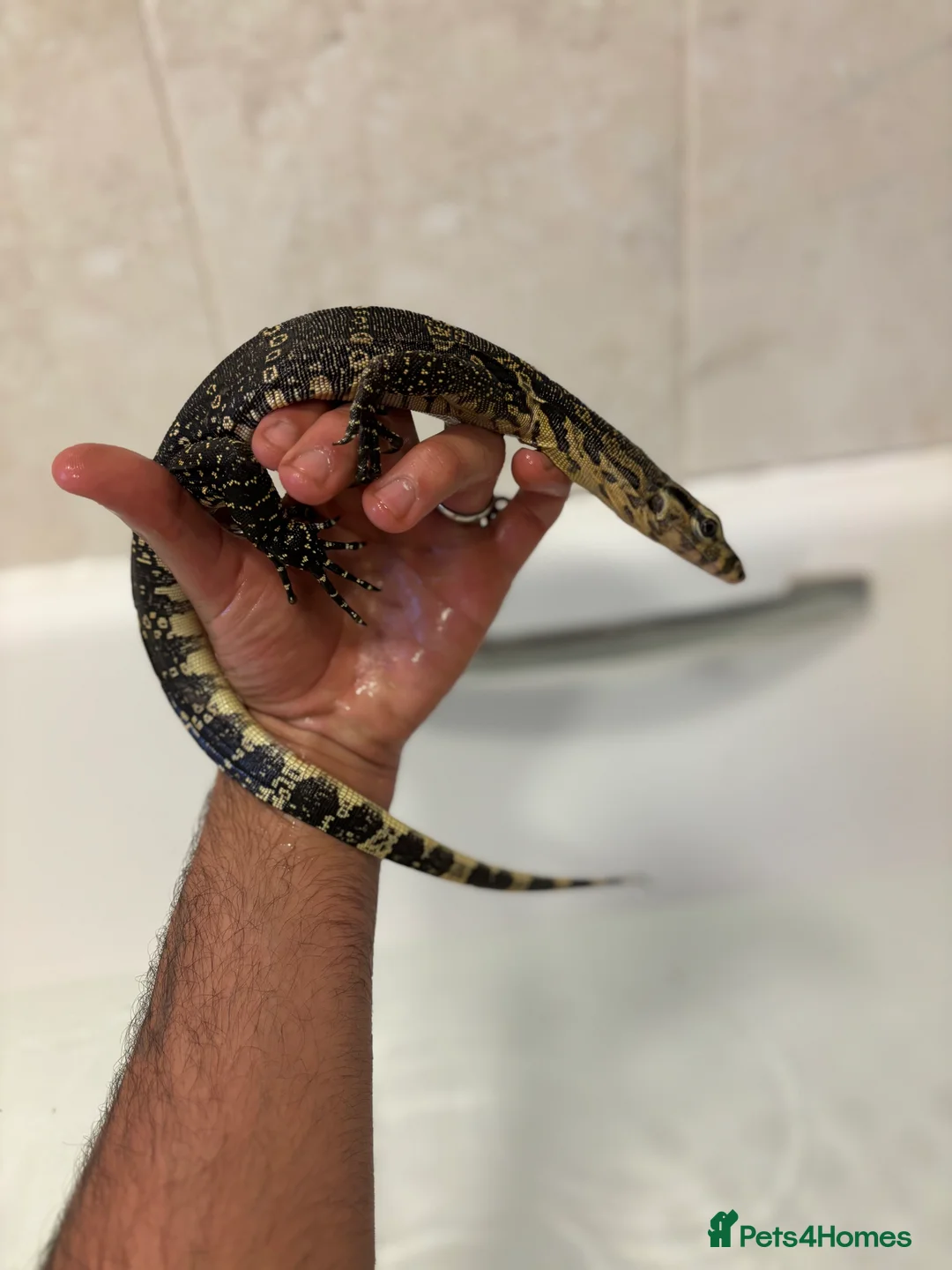 Monitor reptiles for sale: Asian water monitor  - Advert 1