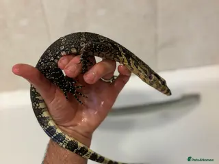 Monitor reptiles Asian water monitor - Advert 5