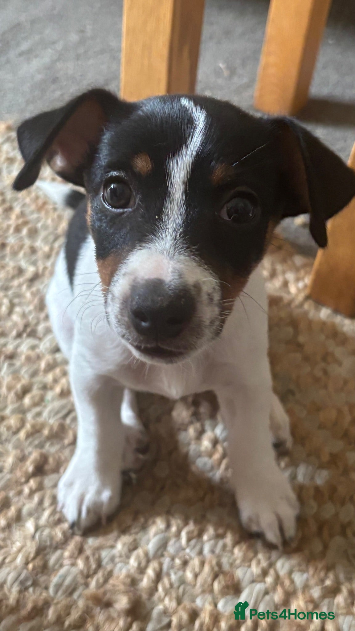 Jack Russell dogs Miniature Jack Russell  - Advert 2
