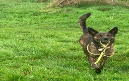 Belgian Shepherd Dog dogs for sale: Belgium Shepard girl needs new home - Image 8