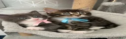 Mixed Breed cats for sale: Beautiful kittens looking for loving home. - Advert 18