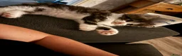 Maine Coon cats for sale: 2 x Male Maine coon mixed breed kittens  in Beverley - Advert 8