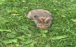 Dutch rabbits for sale: Male Lionhead rabbit and Male European rabbit  - Image 5
