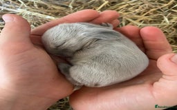 Mini Lion Lop rabbits for sale: 4 Baby Mini-Lops for sale - Image 11