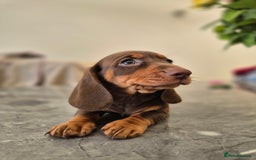 Dachshund dogs for sale: READY TO LEAVE Miniature dachshund puppies PRA CLR - Image 12