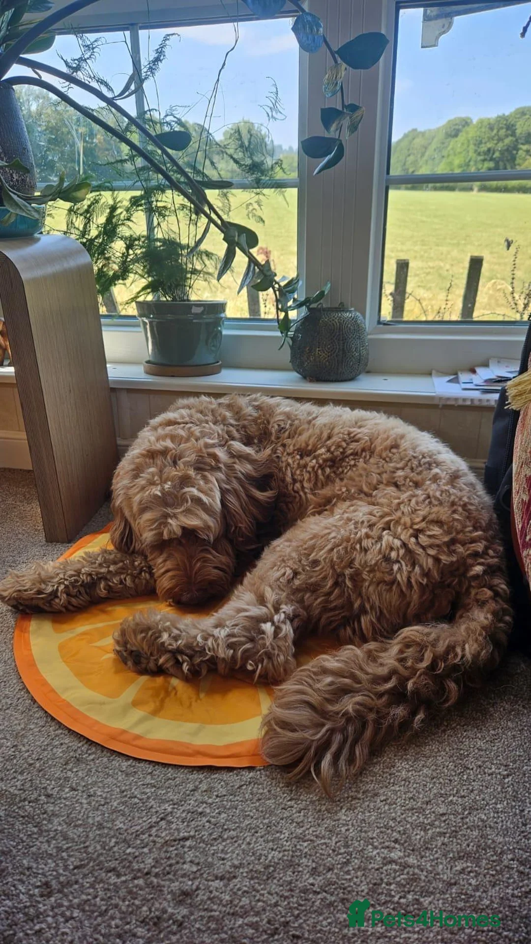 Labradoodle dogs for sale: Stunning Labradoodle Puppies –Due May | Ready July in Colchester - Advert 8