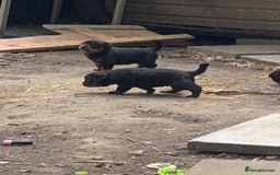 Rottweiler dogs for sale: 5 chunky pure pedigree Rottweiler pups - Image 33