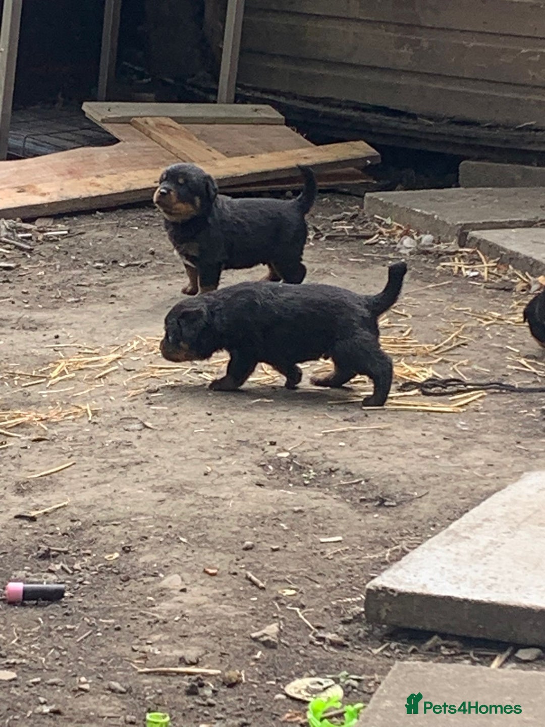 Rottweiler dogs for sale: 5 chunky pure pedigree Rottweiler pups - Image 33