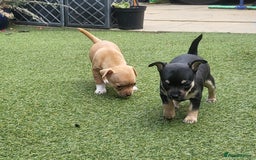 Chihuahua dogs for sale: 2 beautiful boys for sale  in Loughborough - Image 9