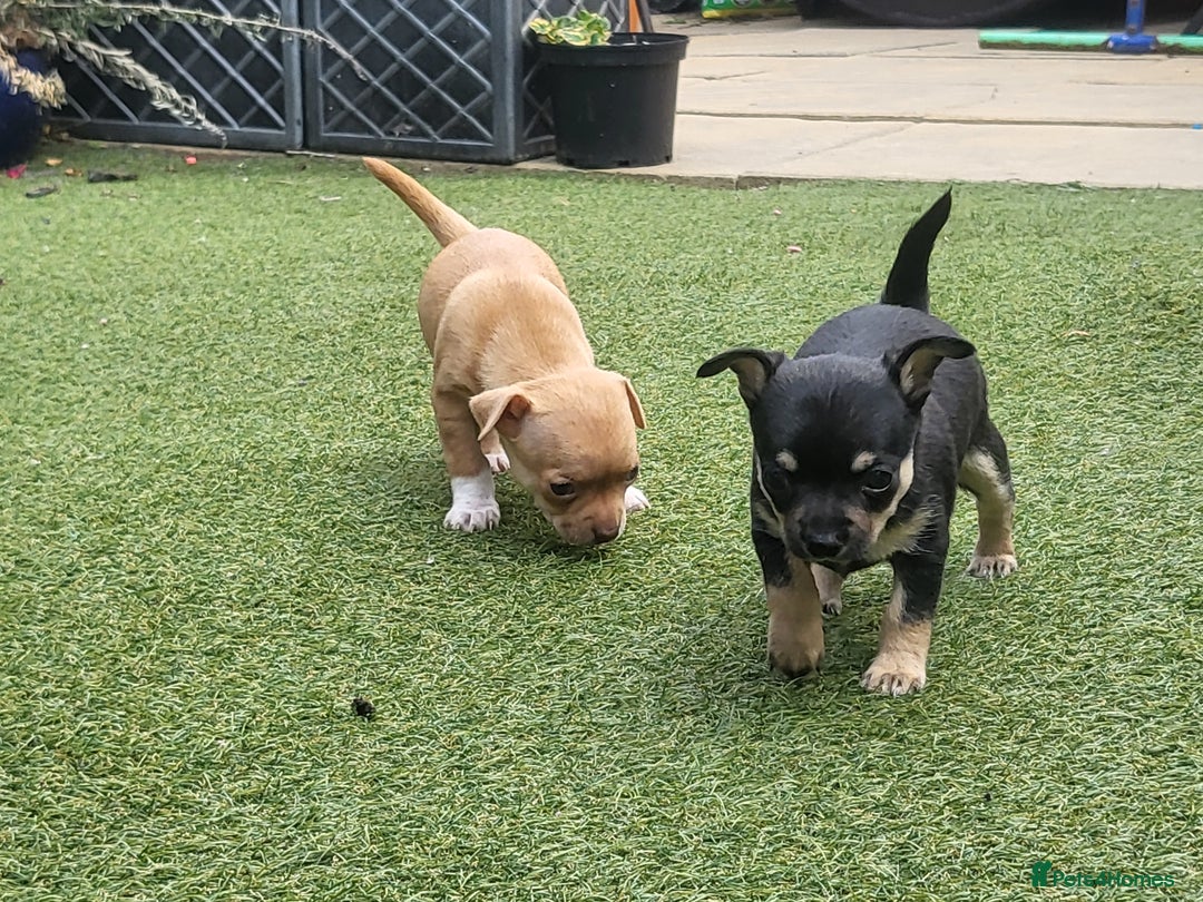 Chihuahua dogs for sale: 2 beautiful boys for sale  in Loughborough - Image 9