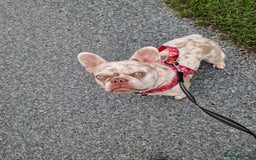 French Bulldog dogs for sale: French bulldog - Image 6