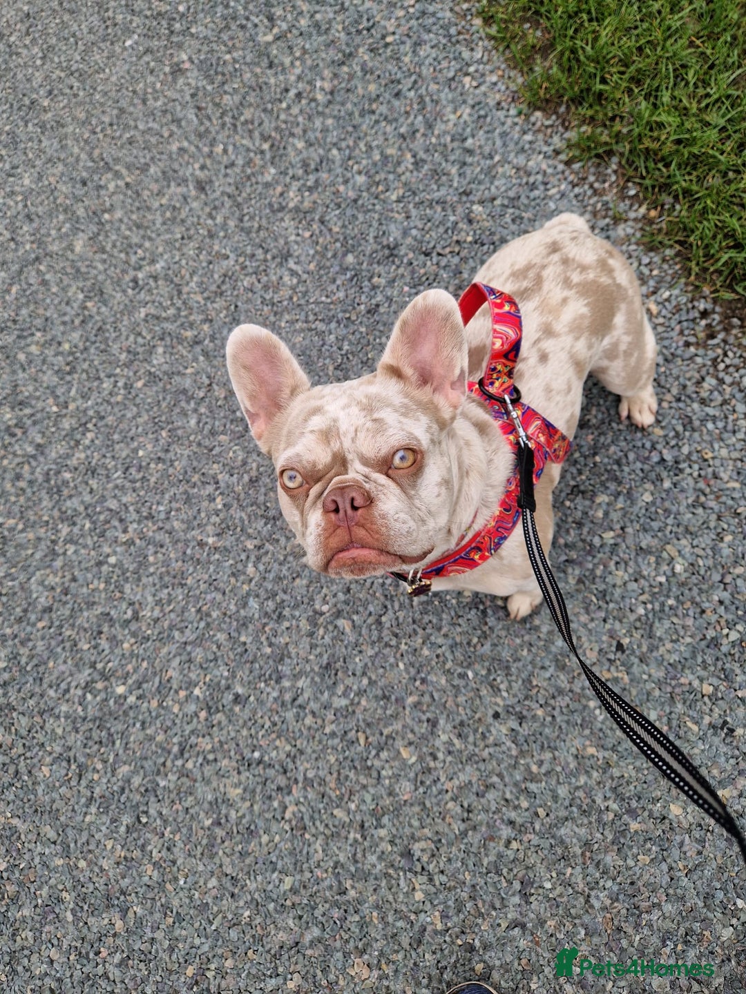 French Bulldog dogs for sale: French bulldog - Image 6