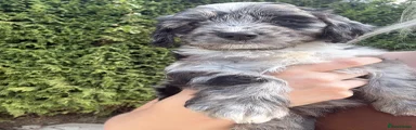 Sproodle 4