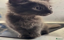 Maine Coon cats for sale: Beautiful Mainecoon kittens ready to leave home  - Image 12