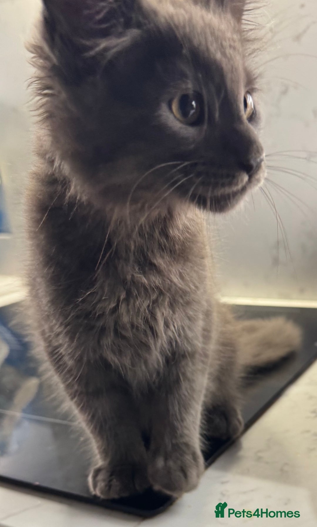 Maine Coon cats for sale: Beautiful Mainecoon kittens ready to leave home  - Image 12