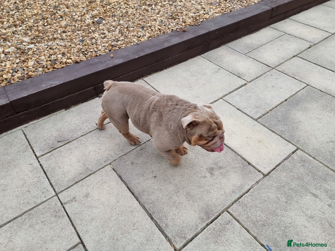 English Bulldog dogs for sale: 3 Year old Beautiful Lilac and Tan Male - Image 9