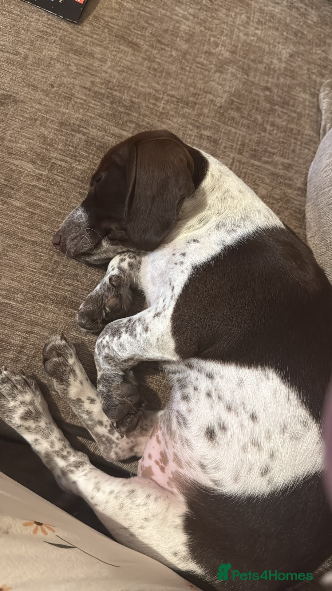 Mixed Breed dogs for sale: dachshund X cocker spaniel  - Image 5