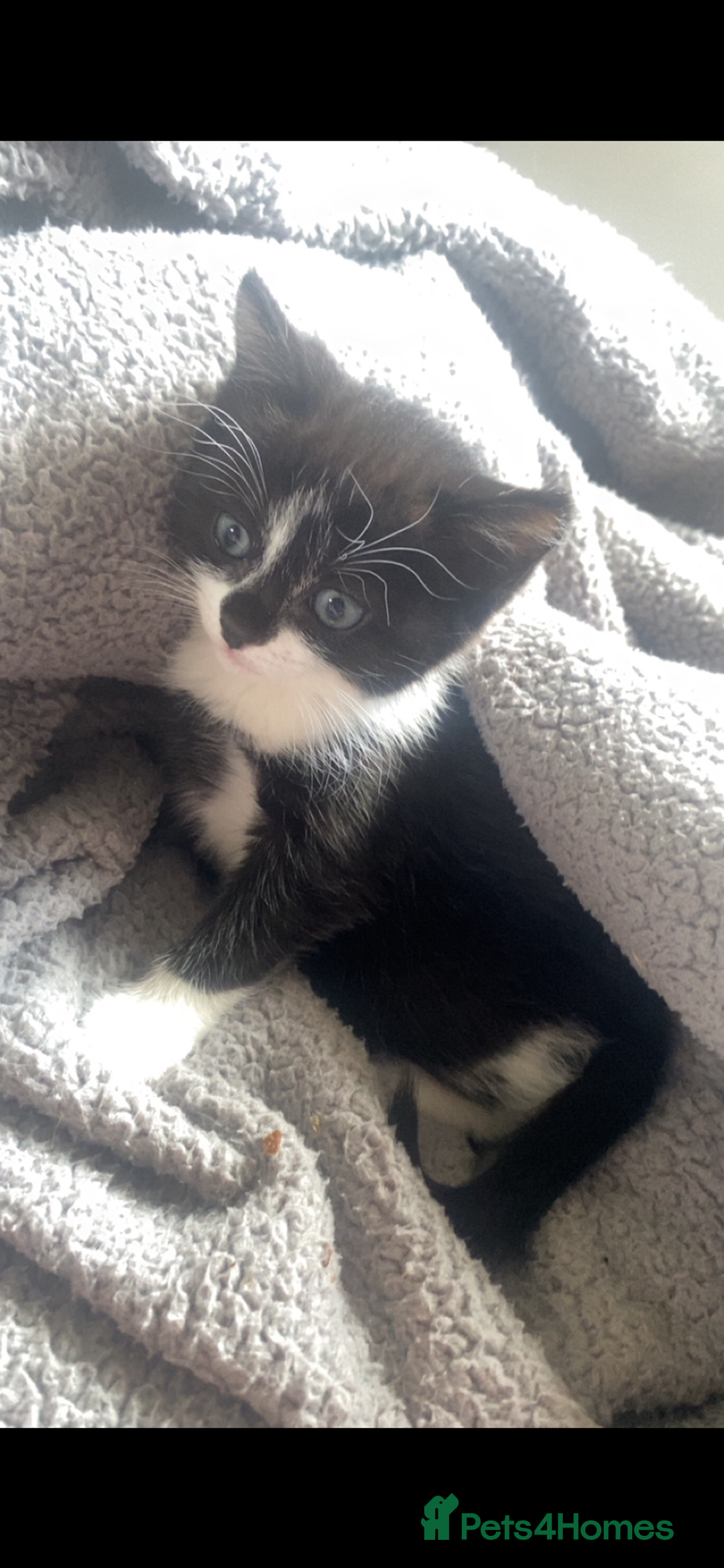 Mixed Breed cats for sale: kittens - Image 5