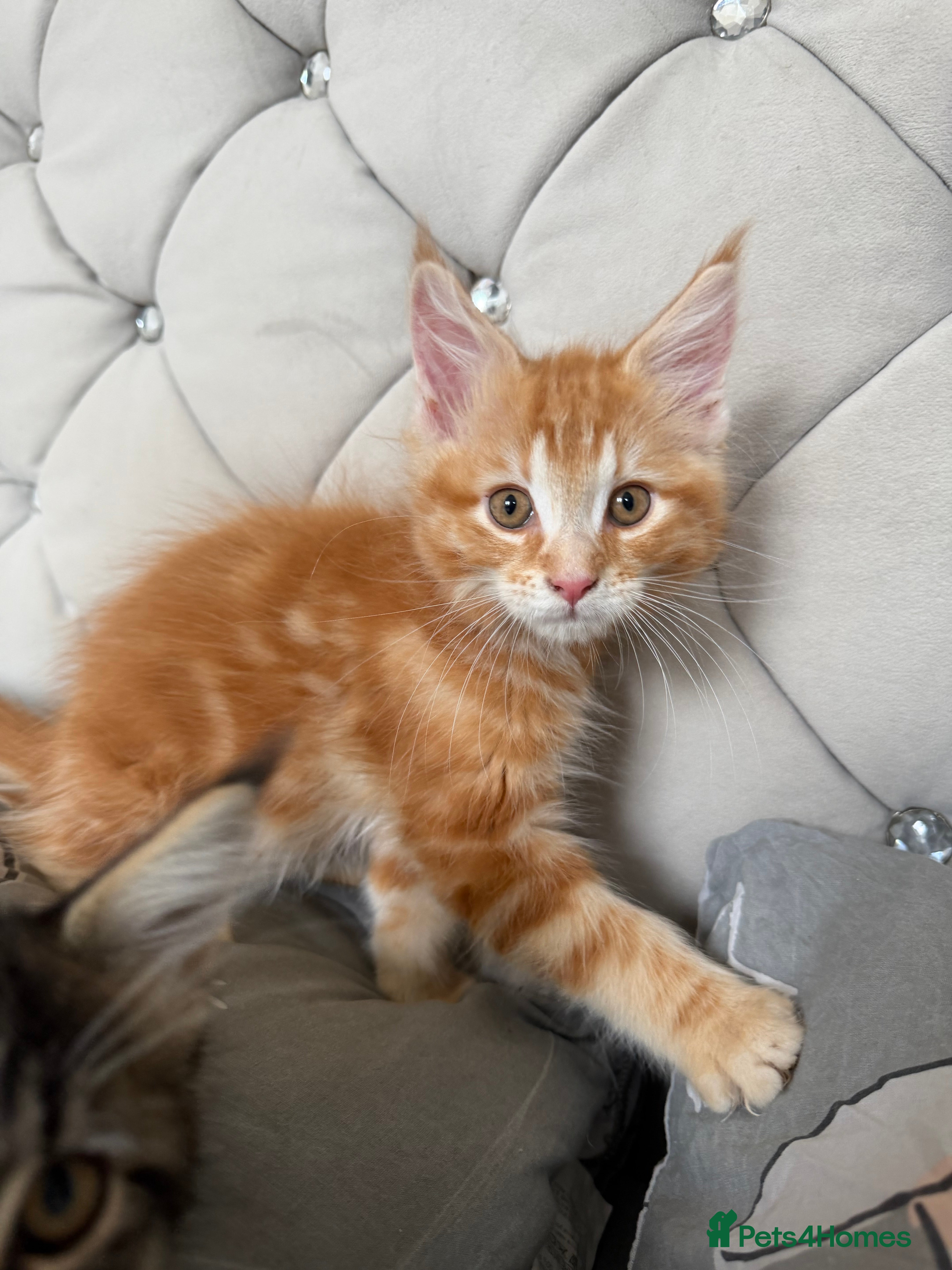 Maine Coon cats for sale: Maincoone Kittens  - Advert 9