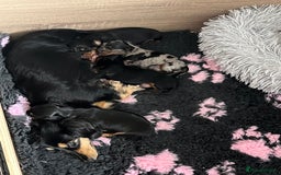 Miniature Dachshund dogs for sale: 🌟 KC registered longhair miniature dachshunds  - Image 2