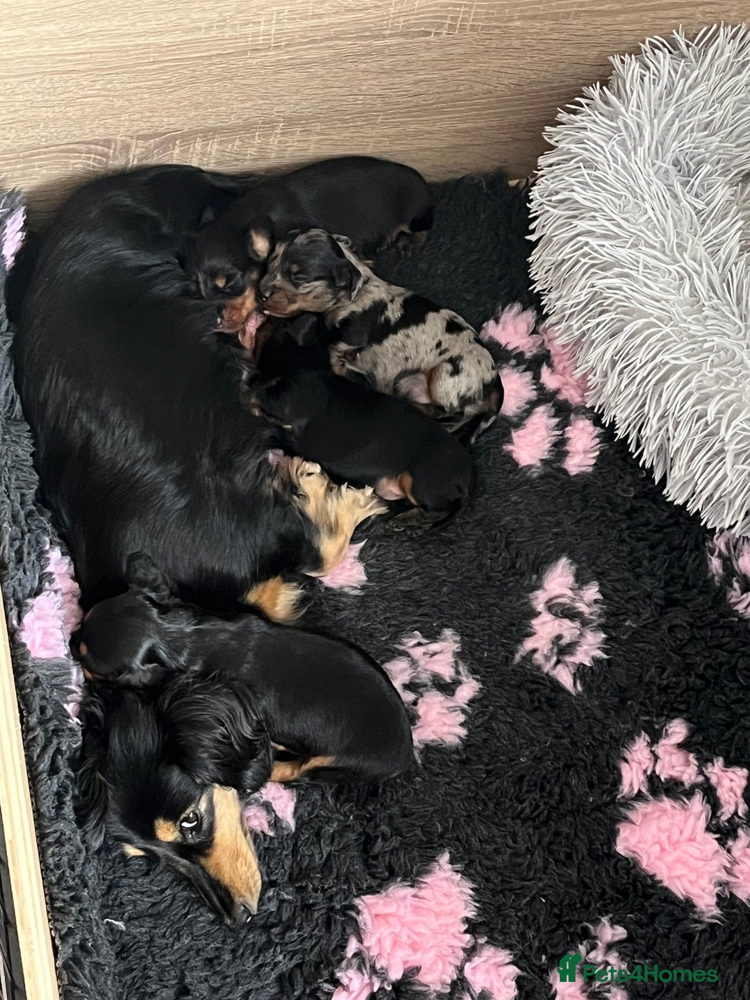 Miniature Dachshund dogs for sale: 🌟 KC registered longhair miniature dachshunds  - Image 2