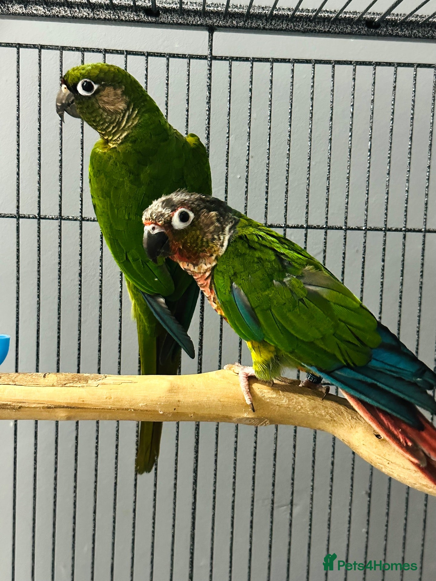 Conures birds for sale: Bonded Pair of Conures  - Advert 1