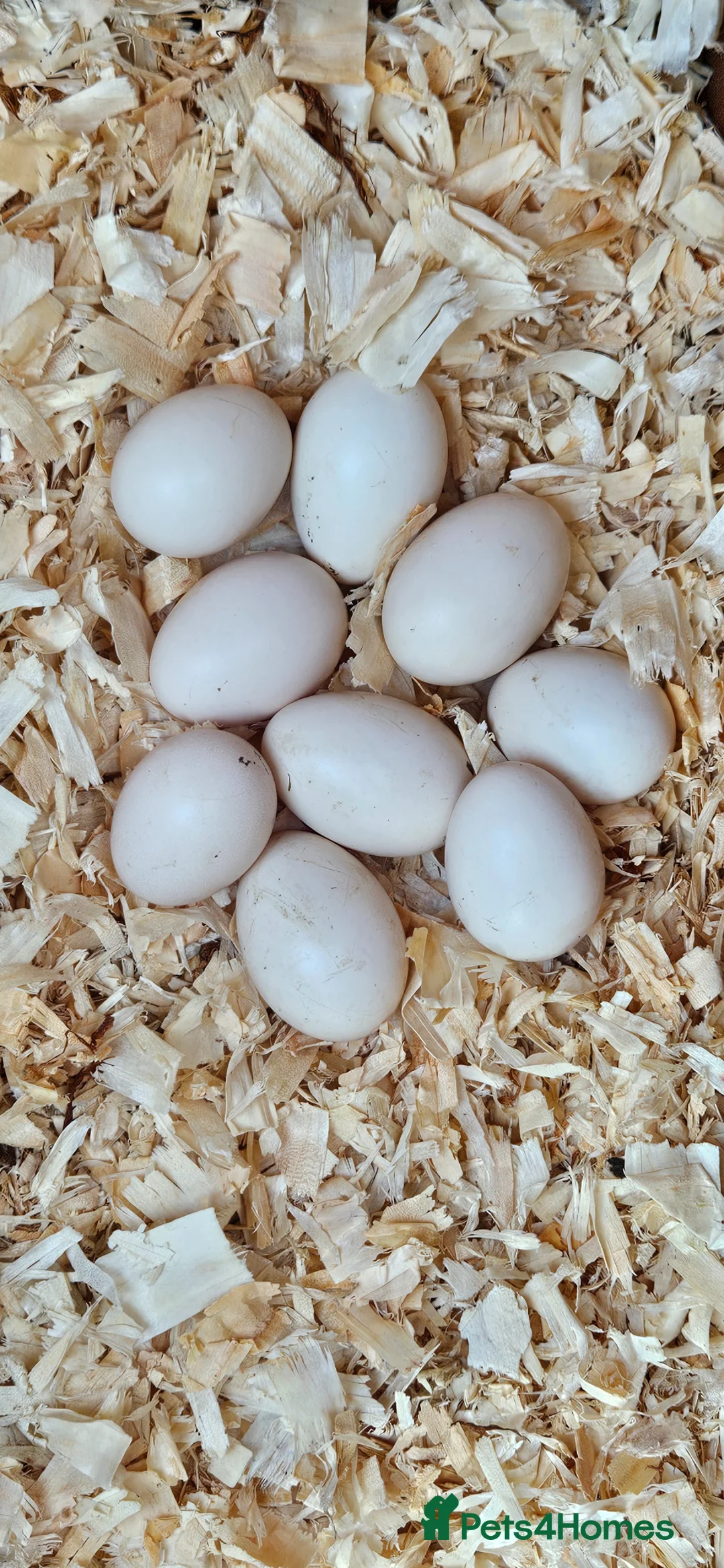 Chickens poultry for sale: Silkie hens hatching eggs x6 - Advert 1