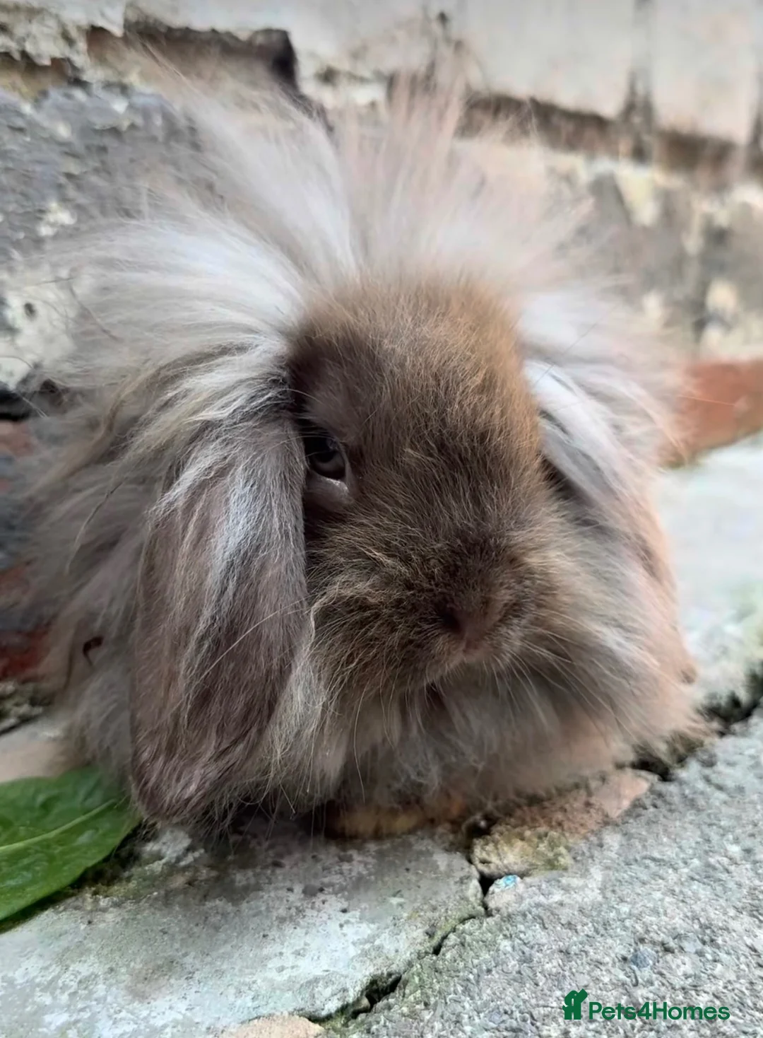 Mini Lion Lop rabbits for sale: Mini Lion head lop doe rabbit - Advert 1