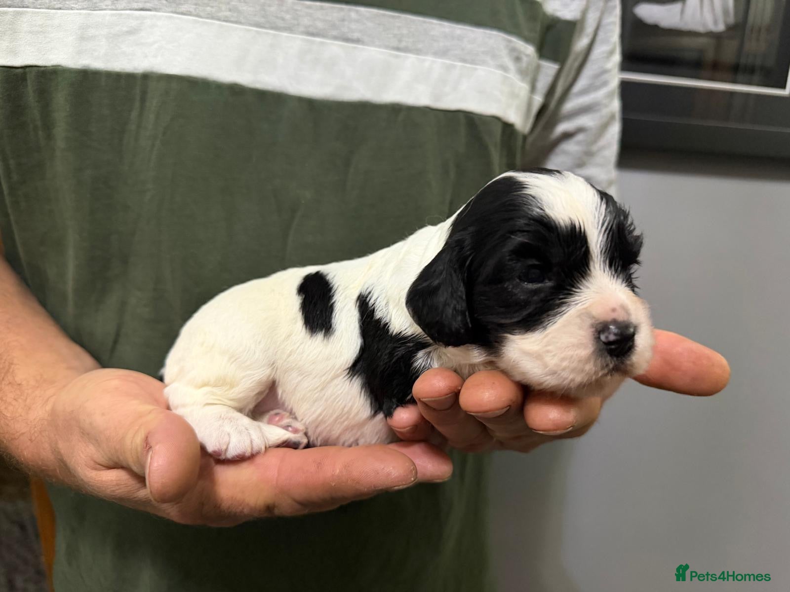 Cockalier dogs Adorable Cocker Spaniel × Cavalier King Charles  - Advert 2