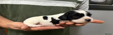 Cockalier 4