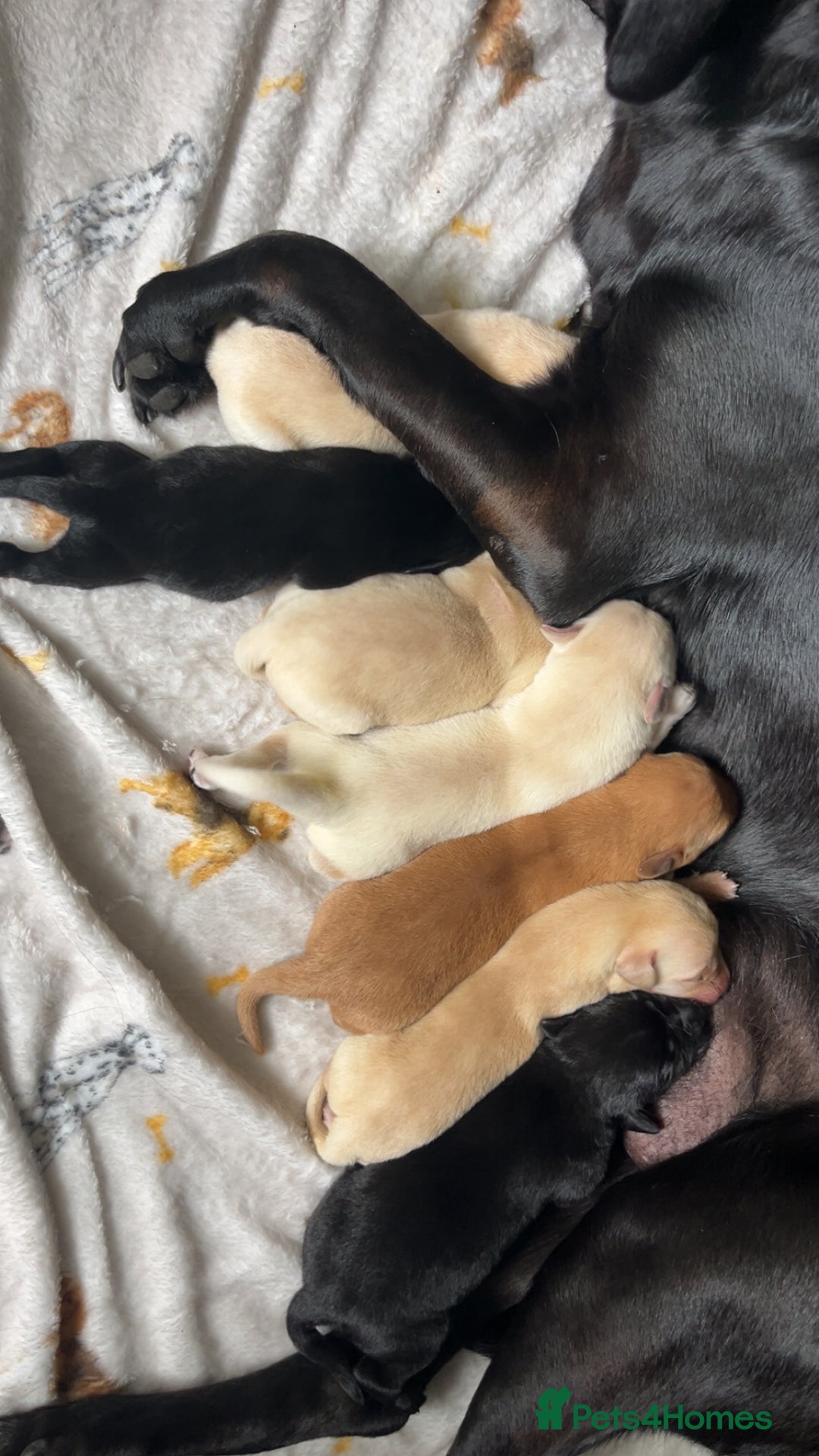 Labrador Retriever dogs for sale: Most beautiful litter of Labradors  - Image 8