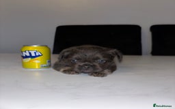 French Bulldog dogs for sale: French bulldog females  - Image 5