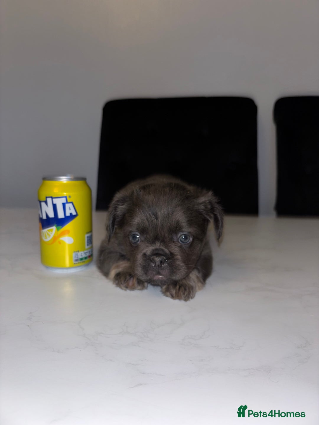 French Bulldog dogs for sale: French bulldog females  - Image 5