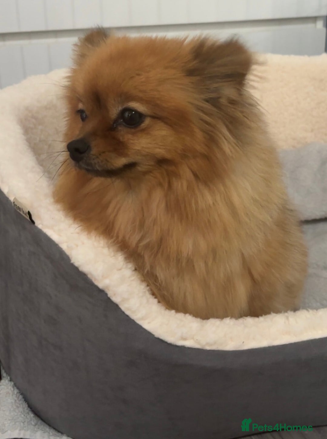 Pomeranian dogs for sale: Tiny Pomeranian puppys - Image 14