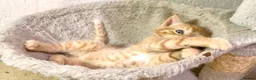 Mixed Breed cats for sale: 2 Gorgeous Ginger Male Kittens - Advert 15