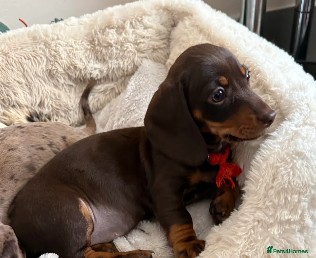 Miniature Dachshund dogs for sale: Ready to go 🤎🐶Beautiful miniature dachshund.  - Advert 6
