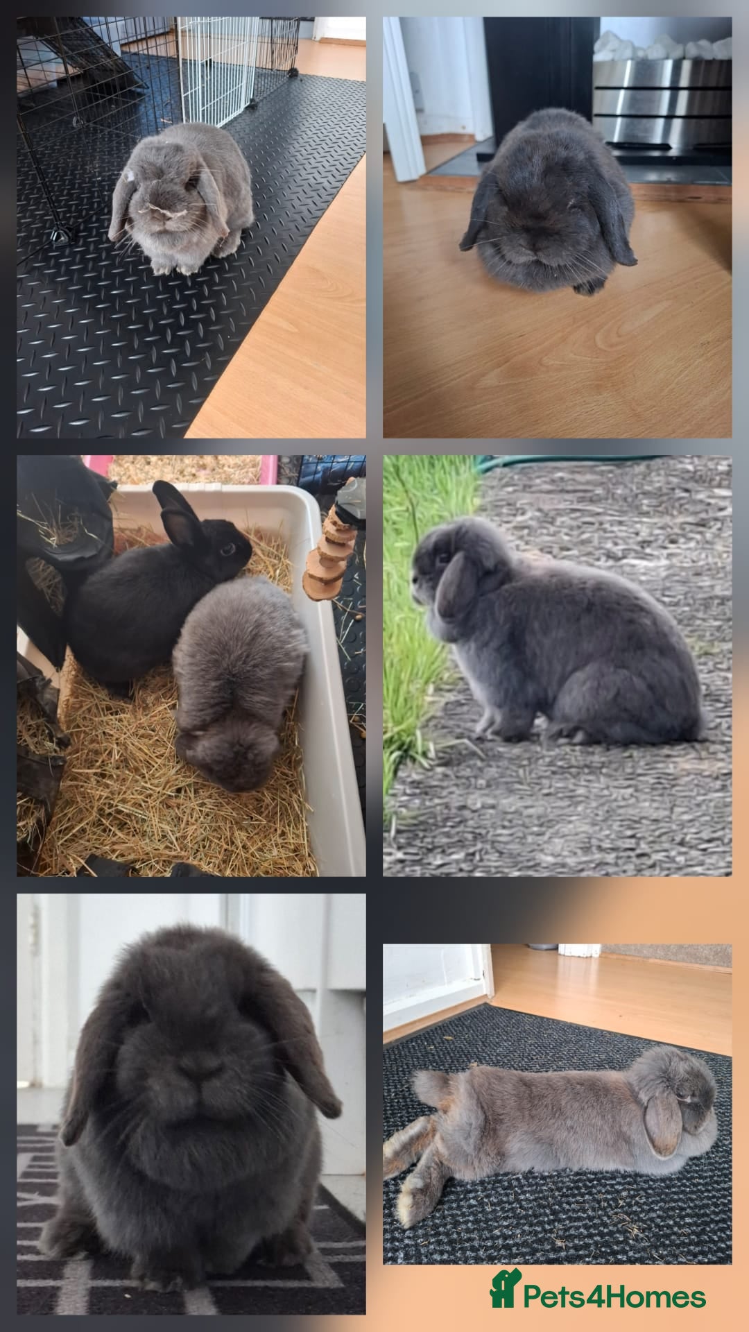 Mixed Breed rabbits Bonded pairs  - Advert 3