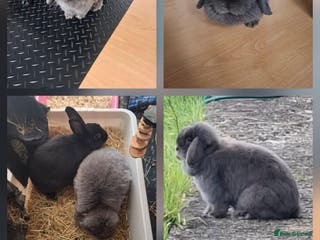 Mixed Breed rabbits Bonded pairs - Advert 3